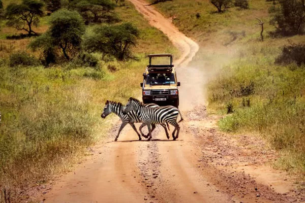 2-Day Tanzania Sharing Safari Tour Package in Tarangire National Park